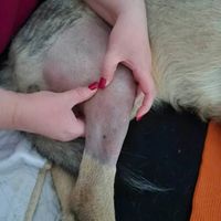 Hundephysiotherapie Schnauze, Fell und Pfoten in Ense